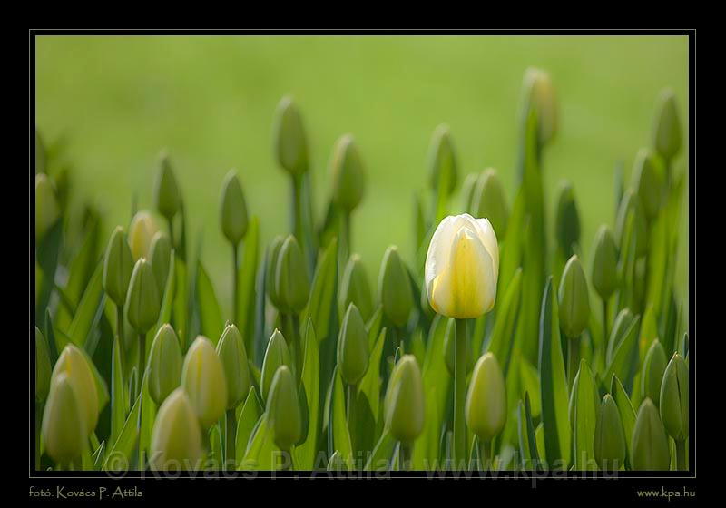 Keukenhof Hollandia 009.jpg